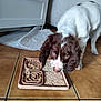 Aslan participe au concours pour gagner de l'argent avec cette photo : animal, brown_and_white, cabinet, curious, dog, ears, feeding, floor, focused, food, home, indoor, kitchen, pet, puppy, puzzle_feeder, sniffing, tile_floor, training_pad, young_dog