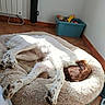 Aslan a rejoint le concours — aidez-le/la à gagner de superbes lots ! brown_head, corner, cozy, dog, dog_toys, funny_pose, home, indoor, long_legs, lying_down, pet_bed, radiator, relaxed, sleeping, sunlight, tile_floor, toy_basket, upside_down, wall, white_fur