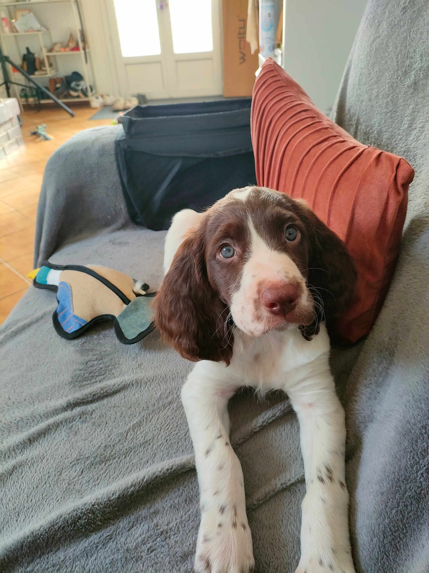 Aslan participe au concours pour gagner de l'argent avec cette photo : puppy, dog, brown_and_white, couch, blanket, pillow, indoor, toy, pet, fur, ears, nose, eyes, floor, home, relaxing, cute, animal, young, spot