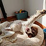 belly_up, brown_eyes, brown_markings, cozy, dog, dog_bed, floppy, indoor, long_hair, lying_down, paw, pet, plush_bed, raised_paw, sunlight, tile_floor, toy_bin, toys, upside_down, white_dog