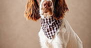 Aslan participe au concours pour gagner de l'argent avec cette photo : animal, bandana, brown_and_white, canine, checkered_pattern, companion, dog, english_springer_spaniel, eyes, floppy_ears, fur, indoor, long_ears, nose, pet, portrait, serious_expression, sitting, spaniel, studio