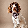 animal, bandana, brown_and_white, canine, checkered_pattern, companion, dog, english_springer_spaniel, eyes, floppy_ears, fur, indoor, long_ears, nose, pet, portrait, serious_expression, sitting, spaniel, studio