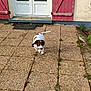 brown, building, cute, dog, door, front_yard, grass, house, outdoor, patio, pet, playful, puppy, red_shutters, small_dog, stone_floor, sunlight, walking, white, young_dog