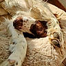 Aslan a rejoint le concours — aidez-le/la à gagner de superbes lots ! bed, brown_and_white, canine, claws, close_up, cozy, dog, eye, floppy_ears, fur, indoor, long_hair, lying_down, nose, paw, pet, portrait, relaxed, sleeping, upside_down