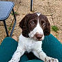 animal, brown_and_white, close_up, cute, dog, domestic_animal, floppy_ears, front_legs, fur, lap, looking_up, nose, outdoor, patio, pet, puppy, stone_floor, table_leg, whiskers, young_dog