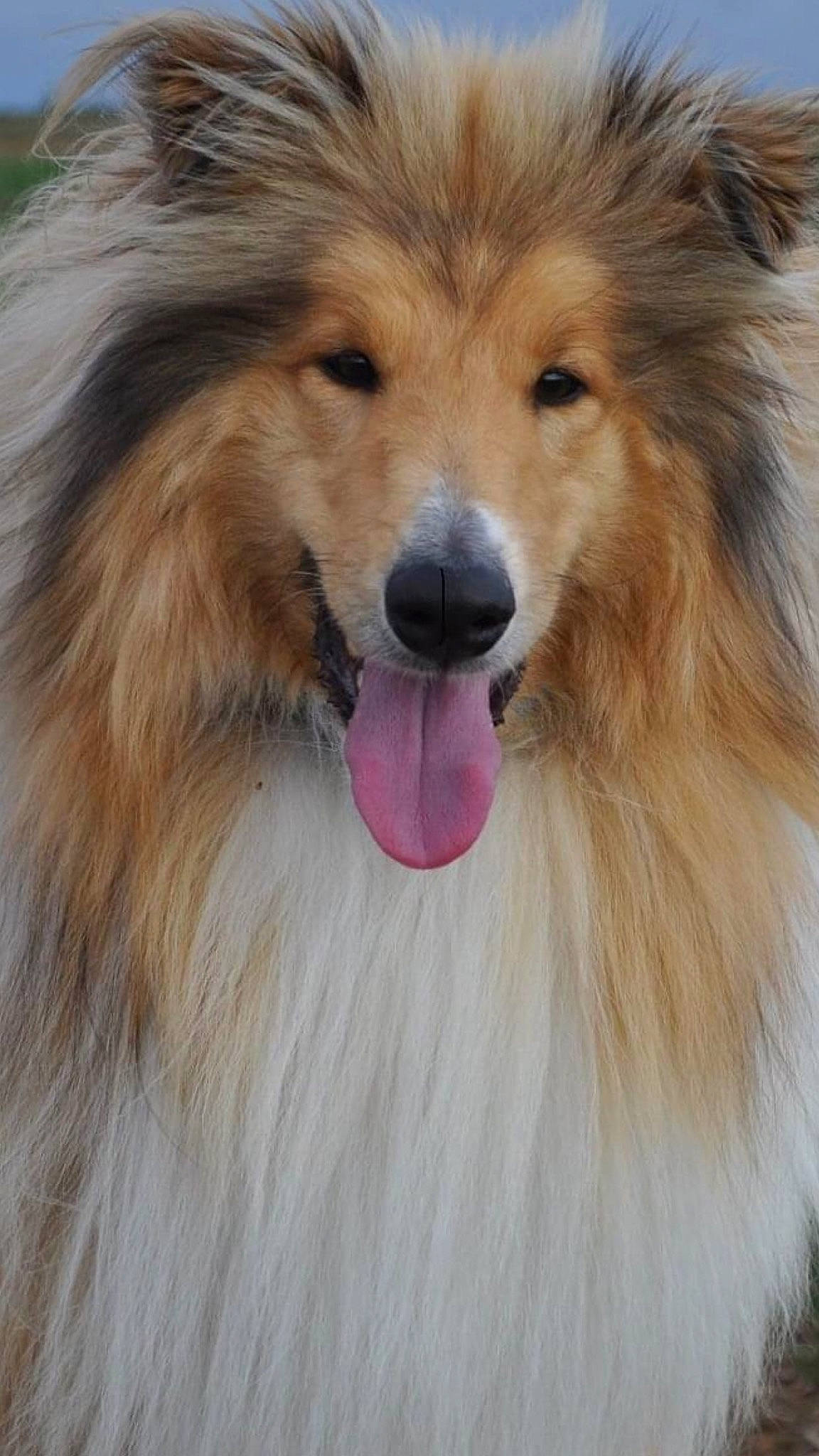 Rony a rejoint le concours — aidez-le/la à gagner de superbes lots ! canidae, carnivore, close_up, collie, companion_dog, dog, dog_breed, eye, fawn, fur, herding_dog, shetland_sheepdog, smile, snout, spitz, sporting_group, terrestrial_animal, whiskers, wildlife, working_animal