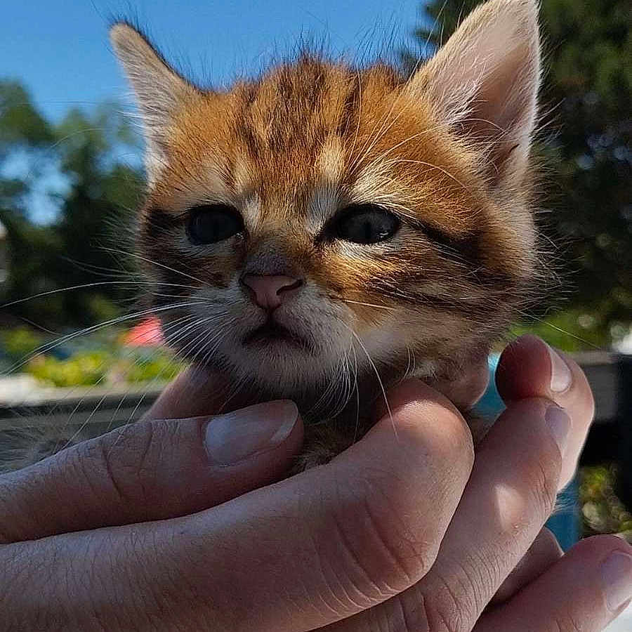 Tigrou