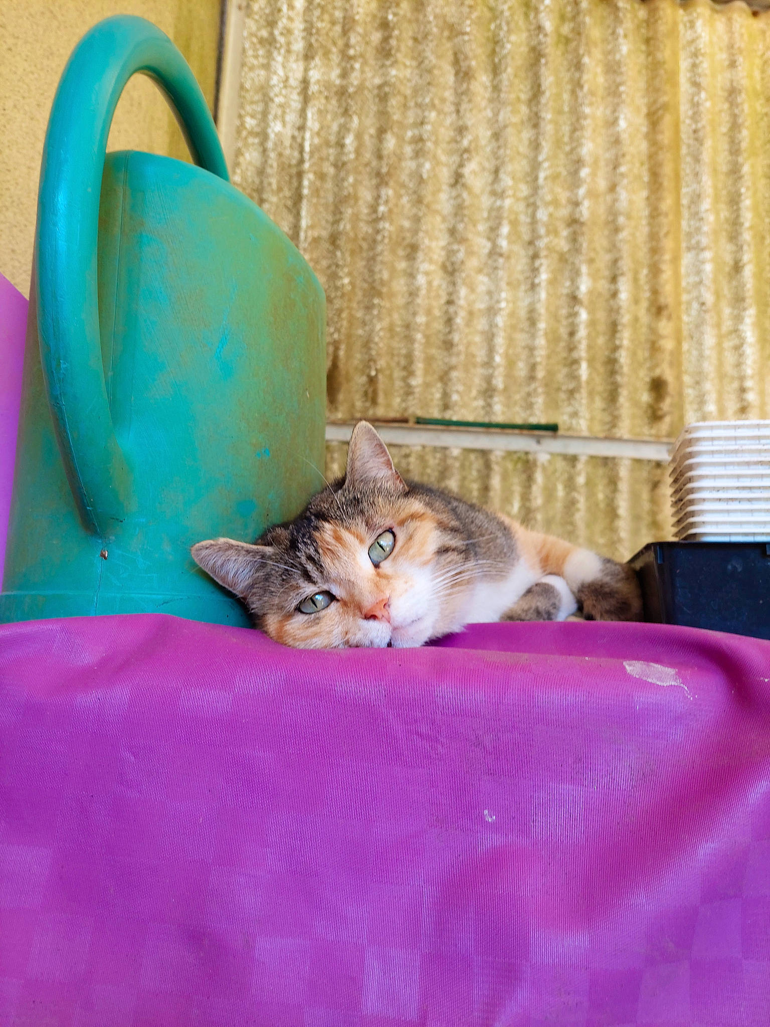 Mirabelle a rejoint le concours — aidez-le/la à gagner de superbes lots ! carnivore, cat, cat_supply, comfort, domestic_short_haired_cat, drinkware, fawn, felidae, fur, linens, magenta, mammal, purple, room, serveware, small_to_medium_sized_cats, textile, vertebrate, whiskers, wood