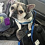 Prada is registered to the contest to win money with this photo: dog, french_bulldog, pet, animal, leash, blanket, car_interior, seat, container, plastic_box, blue, gray, black, white, closeup, indoors, cute, expression, sitting, fur