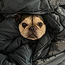 Prada joined the competition — help win amazing prizes! dog, face, blanket, cozy, indoor, cute, wrapped, fur, pet, comfort, snuggled, home, resting, animal, cute_pet, expression, warm, sleepy, wrapped_up, portrait