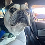 dog, french_bulldog, close_up, pet, car, seat, window, light, animal, collar, leash, indoor, domestic_animal, snout, ears, whiskers, black_and_white, fur, face, companion