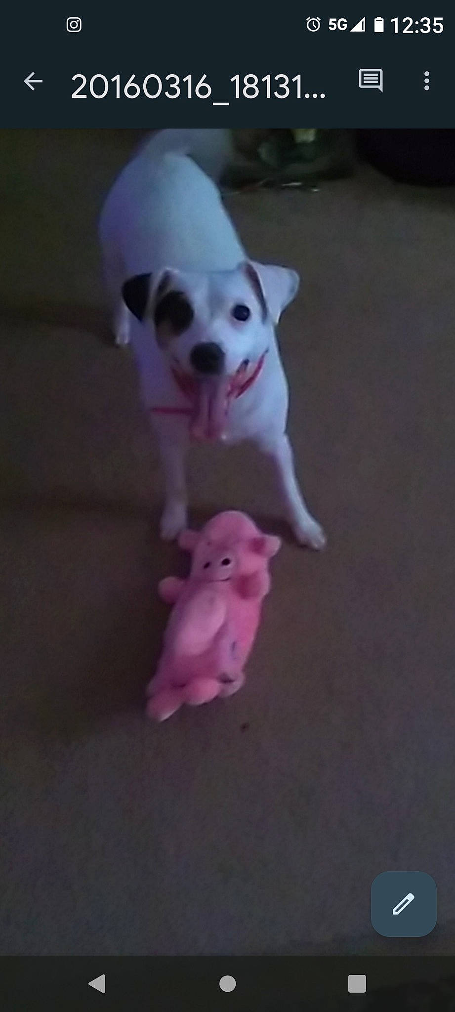 Hemi joined the competition — help win amazing prizes! canidae, carmine, carnivore, companion_dog, dog, dog_breed, dog_supply, fawn, flooring, fur, magenta, non_sporting_group, paw, pet_supply, snout, sporting_group, tail, toy, toy_dog, working_animal