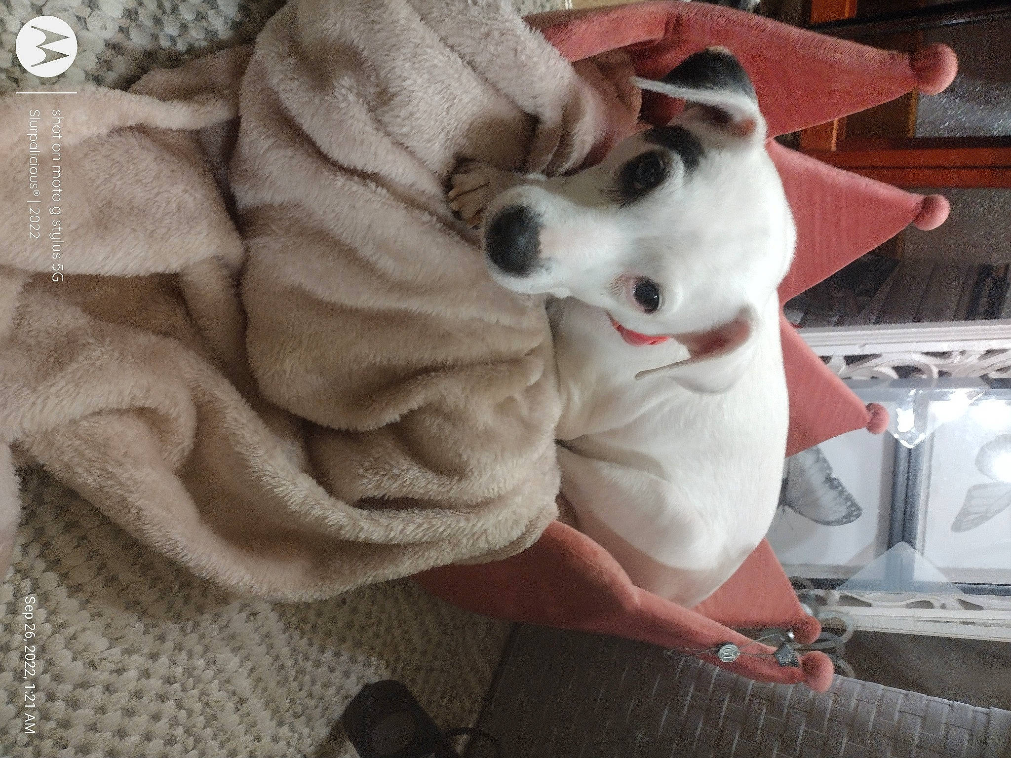 Hemi joined the competition — help win amazing prizes! auto_part, automotive_design, automotive_tire, canidae, carmine, carnivore, comfort, companion_dog, dog, dog_breed, fawn, felidae, flooring, fur, linens, machine, paw, small_to_medium_sized_cats, sporting_group, whiskers