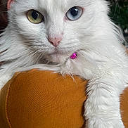 Raiponce participe au concours pour gagner de l&#x27;argent avec cette photo : animal, blue_eye, cat, close_up, collar, cute, domestic_cat, feline, fluffy_fur, green_eye, heterochromia, indoor, mustard_fabric, pet, pink_bell, pink_nose, portrait, relaxed, soft_texture, white_cat