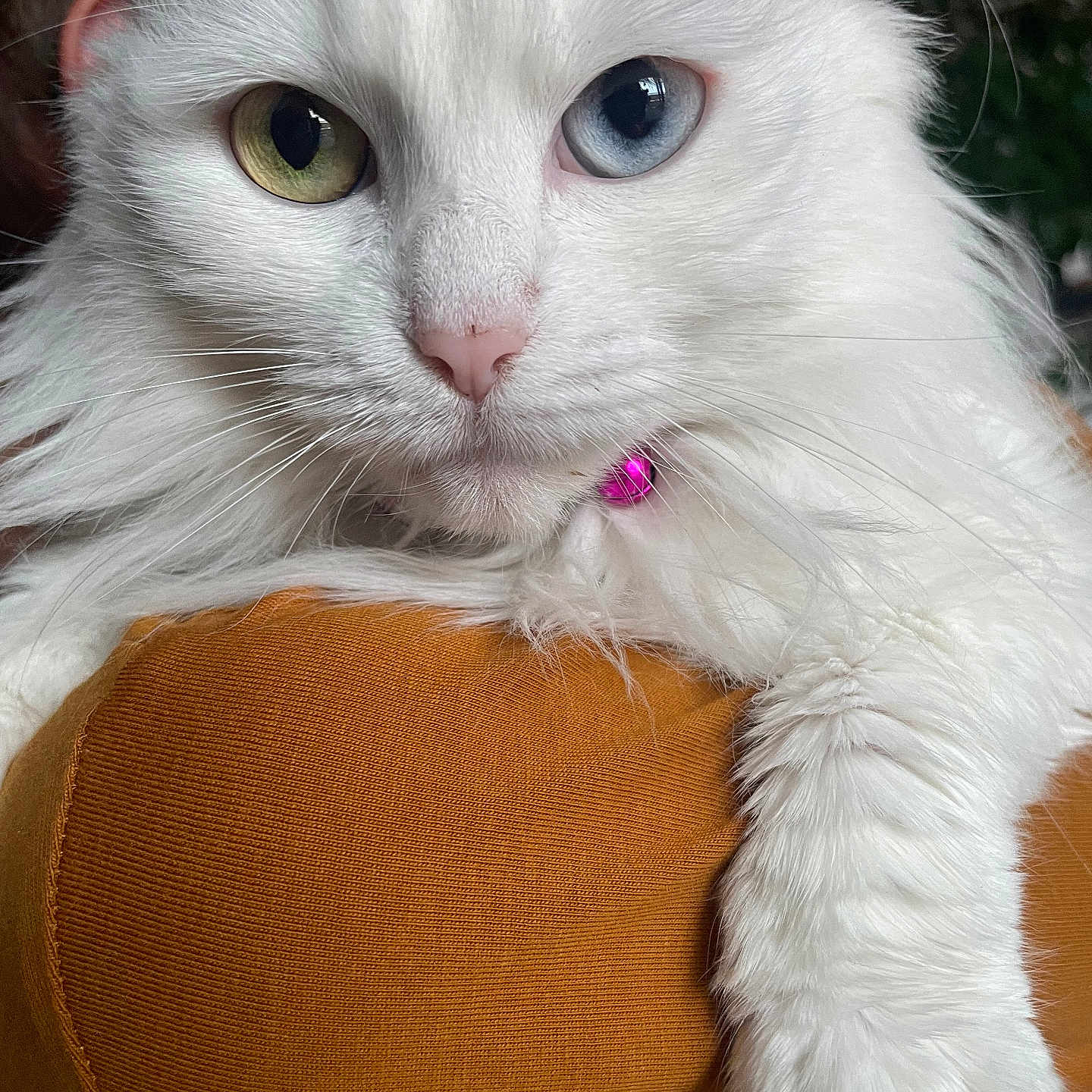 Raiponce