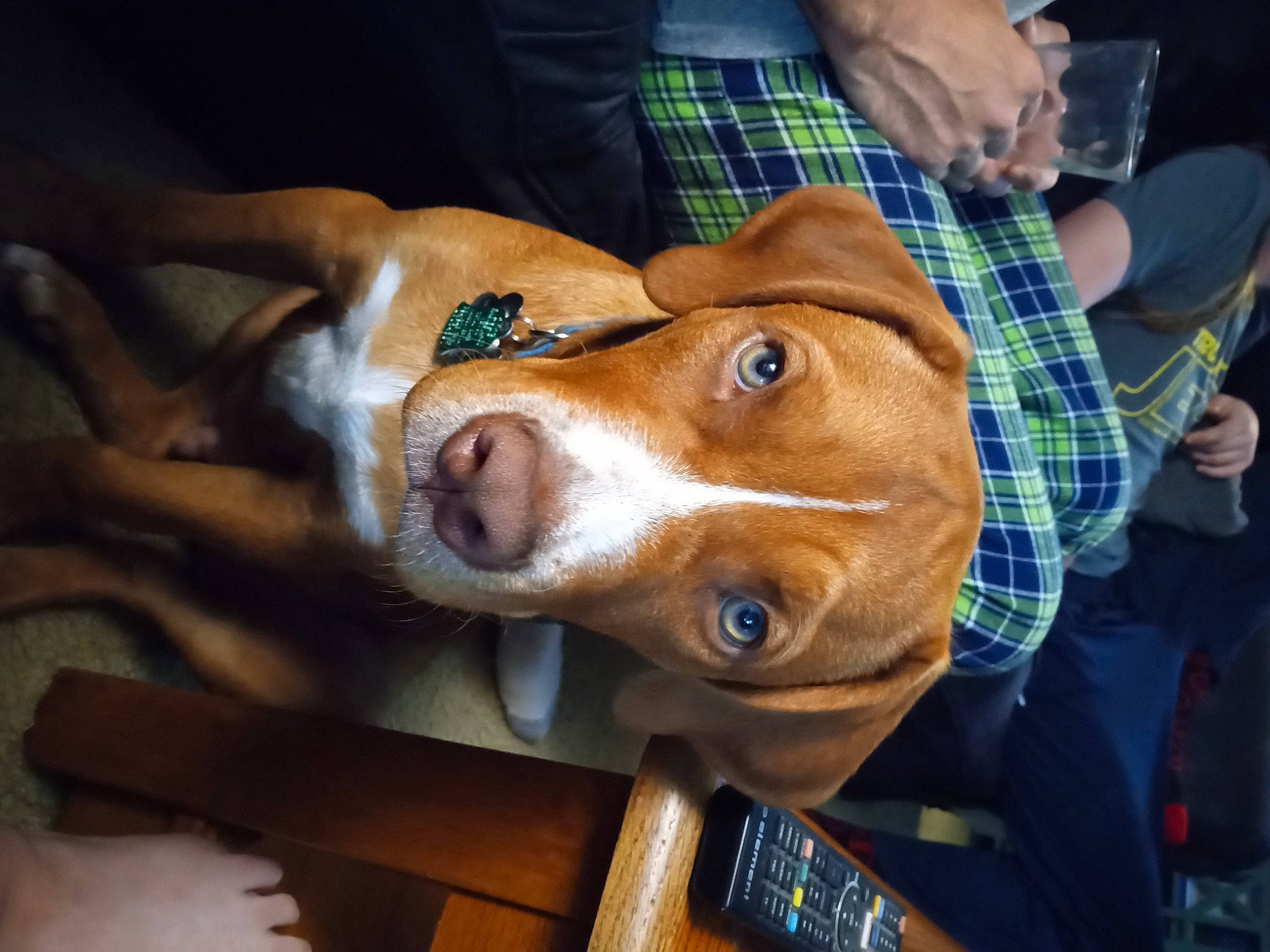 Leo is registered to the contest to win money with this photo: canidae, carnivore, comfort, companion_dog, dog, dog_breed, fawn, non_sporting_group, pattern, plaid, scent_hound, snout, sporting_group, tableware, tartan, wine_glass, working_animal