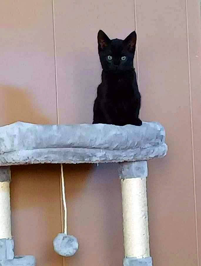 Maggy is registered to the contest to win money with this photo: black_cat, bombay, carnivore, cat, cat_furniture, cat_supply, domestic_short_haired_cat, felidae, fur, grey, pet_supply, rectangle, room, small_to_medium_sized_cats, table, tail, whiskers, white, window, wood