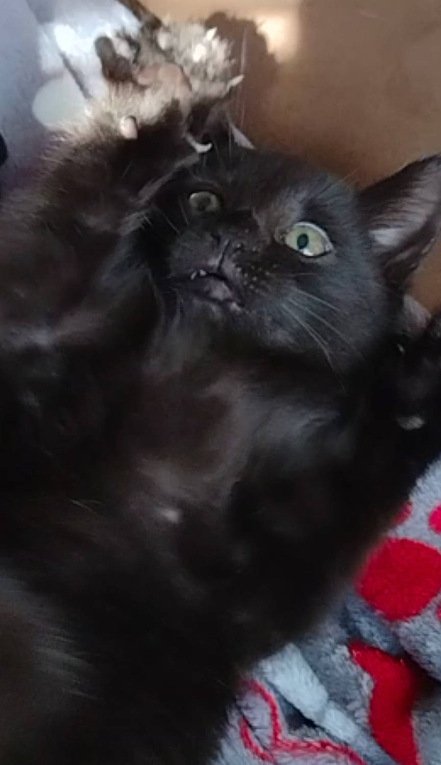 Maggy joined the competition — help win amazing prizes! black_cat, bombay, carnivore, cat, claw, domestic_short_haired_cat, felidae, fur, grey, iris, small_to_medium_sized_cats, snout, tail, terrestrial_animal, whiskers