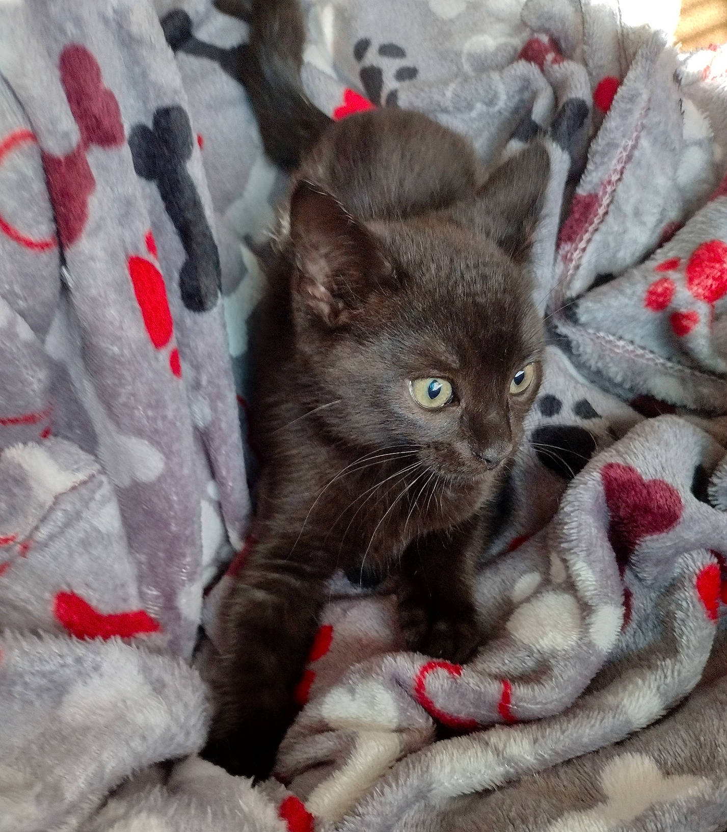 Maggy is registered to the contest to win money with this photo: black_cat, carmine, carnivore, cat, cat_supply, claw, comfort, domestic_short_haired_cat, felidae, fur, grey, linens, pattern, paw, small_to_medium_sized_cats, tail, terrestrial_animal, whiskers