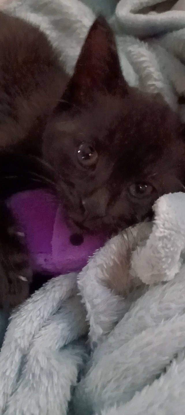 Maggy joined the competition — help win amazing prizes! canidae, carnivore, companion_dog, dog, dog_breed, ear, felidae, fur, magenta, non_sporting_group, paw, sporting_group, toy_dog, whiskers, working_animal