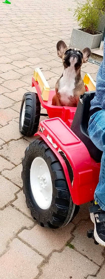 Pepsi participe au concours pour gagner de l'argent avec cette photo : agricultural_machinery, auto_part, automotive_tire, automotive_wheel_system, canidae, car, fender, outdoor_power_equipment, rim, tire, tractor, vehicle, wheel