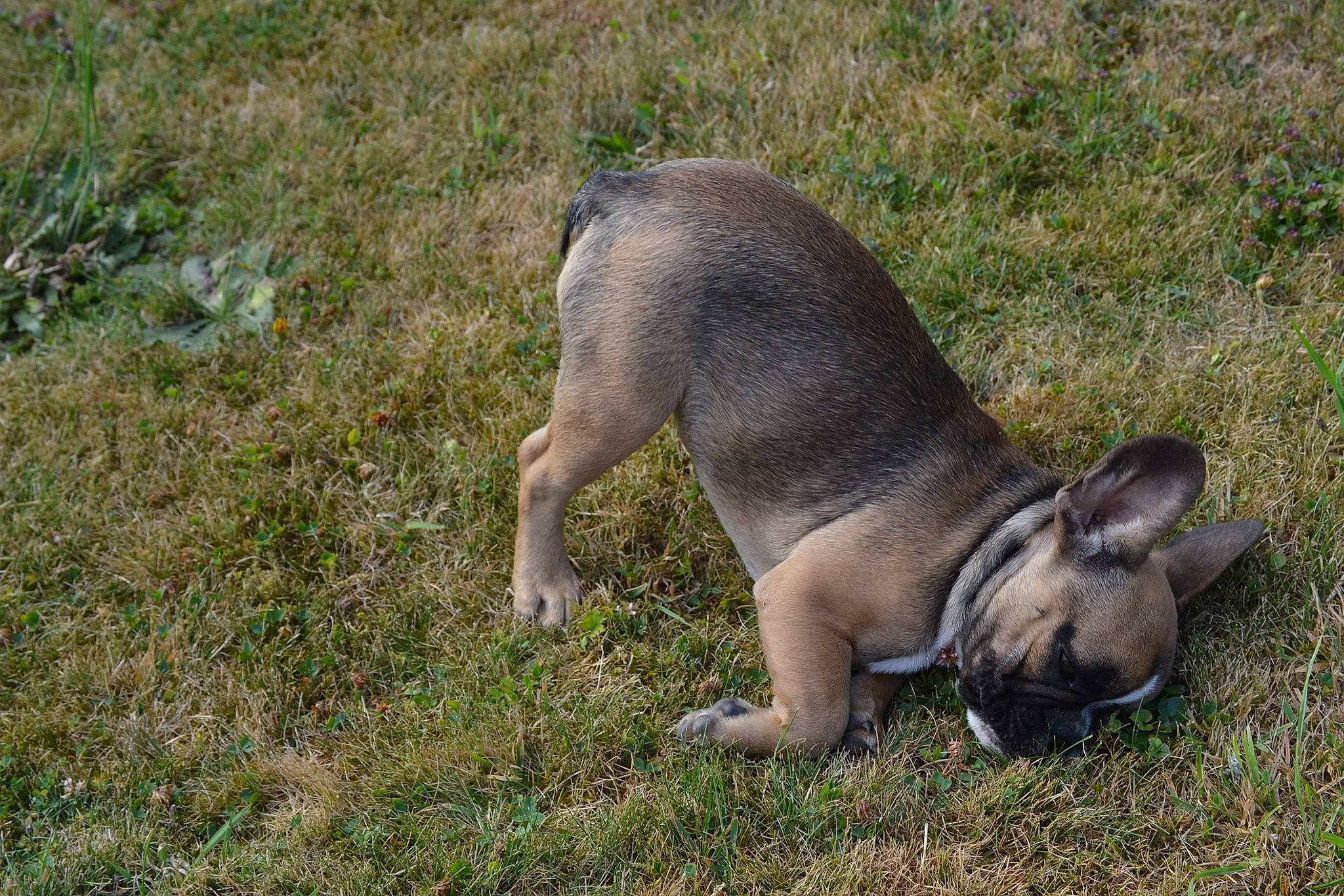Pepsi participe au concours pour gagner de l'argent avec cette photo : canidae, carnivore, dog, dog_breed, fawn, french_bulldog, grass, mammal, non_sporting_group, snout, vertebrate, wildlife