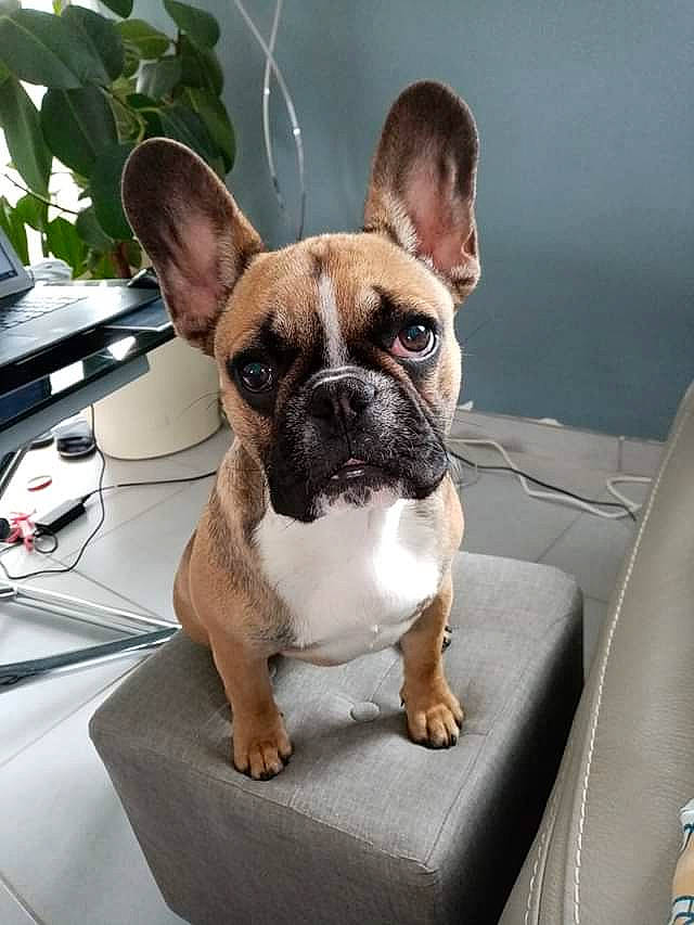 Pepsi a rejoint le concours — aidez-le/la à gagner de superbes lots ! ancient_dog_breeds, bulldog, canidae, carnivore, companion_dog, dog, dog_breed, ear, fawn, french_bulldog, mammal, molosser, non_sporting_group, puppy, rare_breed_dog, snout, toy_bulldog, vertebrate