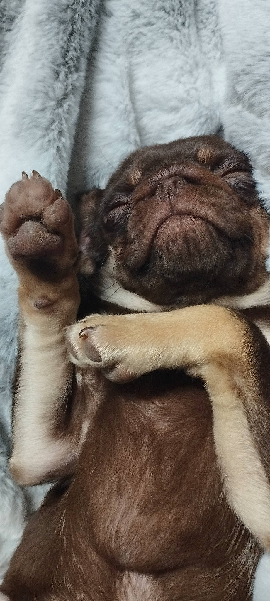 Yoyo a rejoint le concours — aidez-le/la à gagner de superbes lots ! carnivore, comfort, companion_dog, dog, dog_breed, ear, fawn, fur, gesture, liver, mammal, paw, pug, snout, sporting_group, terrestrial_animal, vertebrate, whiskers, working_animal, wrinkle