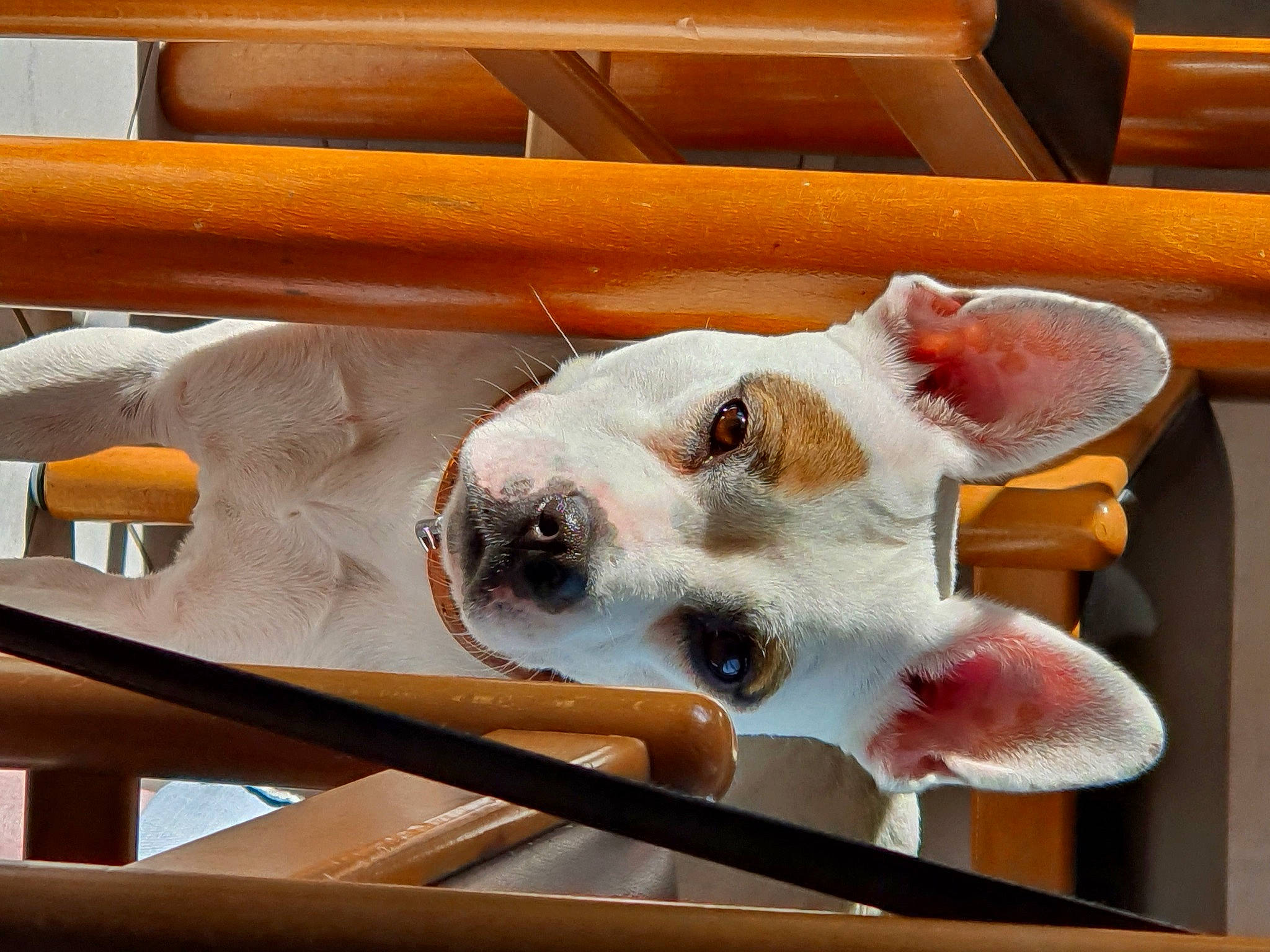 Romy a rejoint le concours — aidez-le/la à gagner de superbes lots ! bone, canidae, carnivore, companion_dog, dog, dog_breed, domestic_pig, fawn, hardwood, metal, non_sporting_group, paw, snout, sporting_group, suidae, terrestrial_animal, whiskers, wood, wood_stain, working_animal