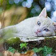 Poupoune participe au concours pour gagner de l'argent avec cette photo : cat, white_cat, blue_eyes, moss, stone, nature, outdoor, greenery, relaxing, animal, pet, closeup, portrait, soft_focus, daylight, leaf, ivy, whiskers, fur, calm