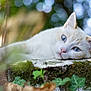 cat, white_cat, blue_eyes, moss, stone, nature, outdoor, greenery, relaxing, animal, pet, closeup, portrait, soft_focus, daylight, leaf, ivy, whiskers, fur, calm