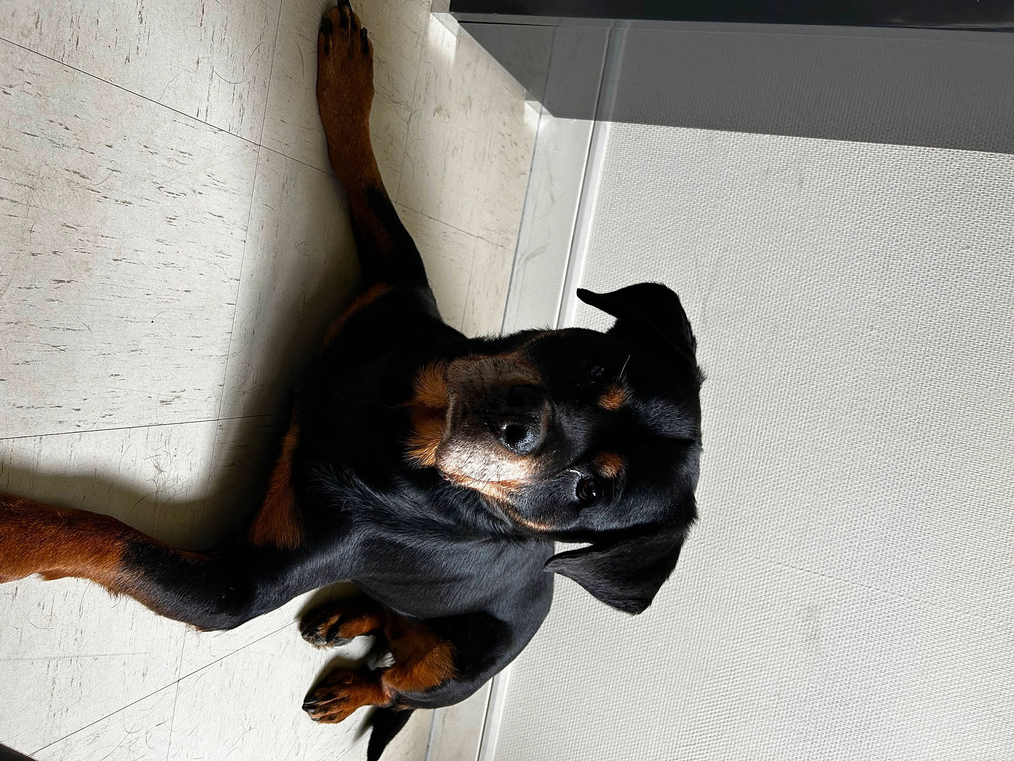 Joke a rejoint le concours — aidez-le/la à gagner de superbes lots ! canidae, carnivore, claw, companion_dog, dog, dog_breed, ear, fawn, guard_dog, paw, pinscher, prazsky_krysarik, snout, sporting_group, tail, terrestrial_animal, toy_dog, whiskers, working_animal, working_dog