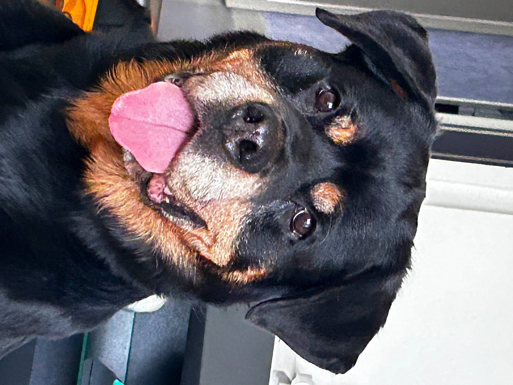 Joke participe au concours pour gagner de l'argent avec cette photo : canidae, carnivore, collar, companion_dog, dog, dog_breed, ear, fawn, fur, guard_dog, jaw, liver, paw, puppy, snout, sporting_group, toy_dog, whiskers, working_animal, working_dog