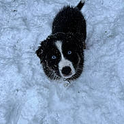 Ace participe au concours pour gagner de l'argent avec cette photo : adorable, animal, black_and_white, blue_eyes, cold, companion, cute, dog, fur, looking_up, nature, outdoor, pet, playful, portrait, puppy, snow, snowflakes, winter, young_dog