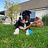 Ace participe au concours pour gagner de l'argent avec cette photo : animal, blue_sky, canine, companion, dog, fence, fur, grass, greenery, house, mammal, outdoor, pet, playing, relaxing, sunny, tongue_out, toy, tree, yard