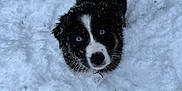 Ace a rejoint le concours — aidez-le/la à gagner de superbes lots ! adorable, animal, black_and_white, blue_eyes, canine, cold, cute, dog, fur, looking_up, nature, outdoor, pet, playful, puppy, small, snow, snowflakes, winter, young