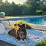 Arès participe au concours pour gagner de l'argent avec cette photo : dog, pool, stones, grass, tree, sunlight, outdoor, pet, water, nature, summer, relaxing, greenery, canine, sunshine, backyard, daytime, tongue_out, fur, leisure