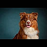 Arès a rejoint le concours — aidez-le/la à gagner de superbes lots ! dog, brown_dog, white_fur, fluffy, portrait, studio, smiling, tongue_out, pet, animal, canine, fur, ears, eyes, close_up, background, teal_background, happy, sitting, cute