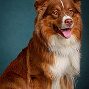 Arès participe au concours pour gagner de l'argent avec cette photo : dog, brown, white, fluffy, sitting, portrait, studio, canine, pet, happy, tongue_out, ears, fur, animal, looking_away, domestic_animal, indoors, cute, friendly, well_groomed