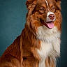 dog, brown, white, fluffy, sitting, portrait, studio, canine, pet, happy, tongue_out, ears, fur, animal, looking_away, domestic_animal, indoors, cute, friendly, well_groomed
