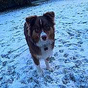 Arès participe au concours pour gagner de l'argent avec cette photo : animal, brown, bushes, canine, collar, curious, dog, ears, face, fence, fur, grass, nature, outdoor, pet, snow, standing, tag, white, winter