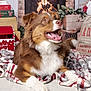 Arès a rejoint le concours — aidez-le/la à gagner de superbes lots ! dog, brown, white, plaid_blanket, holiday, christmas, fireplace, fire, presents, decorations, indoor, pet, happy, panting, cozy, floor, festive, celebration, winter, cheerful