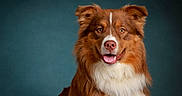 Arès a rejoint le concours — aidez-le/la à gagner de superbes lots ! dog, pet, portrait, brown, white, fluffy, happy, smiling, studio, background, animal, canine, fur, ears, tongue, looking_at_camera, domestic_animal, mammal, headshot, friendly