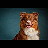 dog, pet, portrait, brown, white, fluffy, happy, smiling, studio, background, animal, canine, fur, ears, tongue, looking_at_camera, domestic_animal, mammal, headshot, friendly