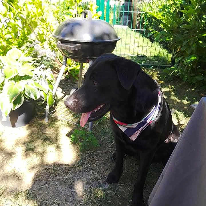 Pan participe au concours pour gagner de l'argent avec cette photo : backyard, bandana, barbecue, black_dog, canine, dog, fence, garden, grass, greenery, happy, nature, outdoor, pet, plant, shade, sitting, summer, sunlight, tongue_out