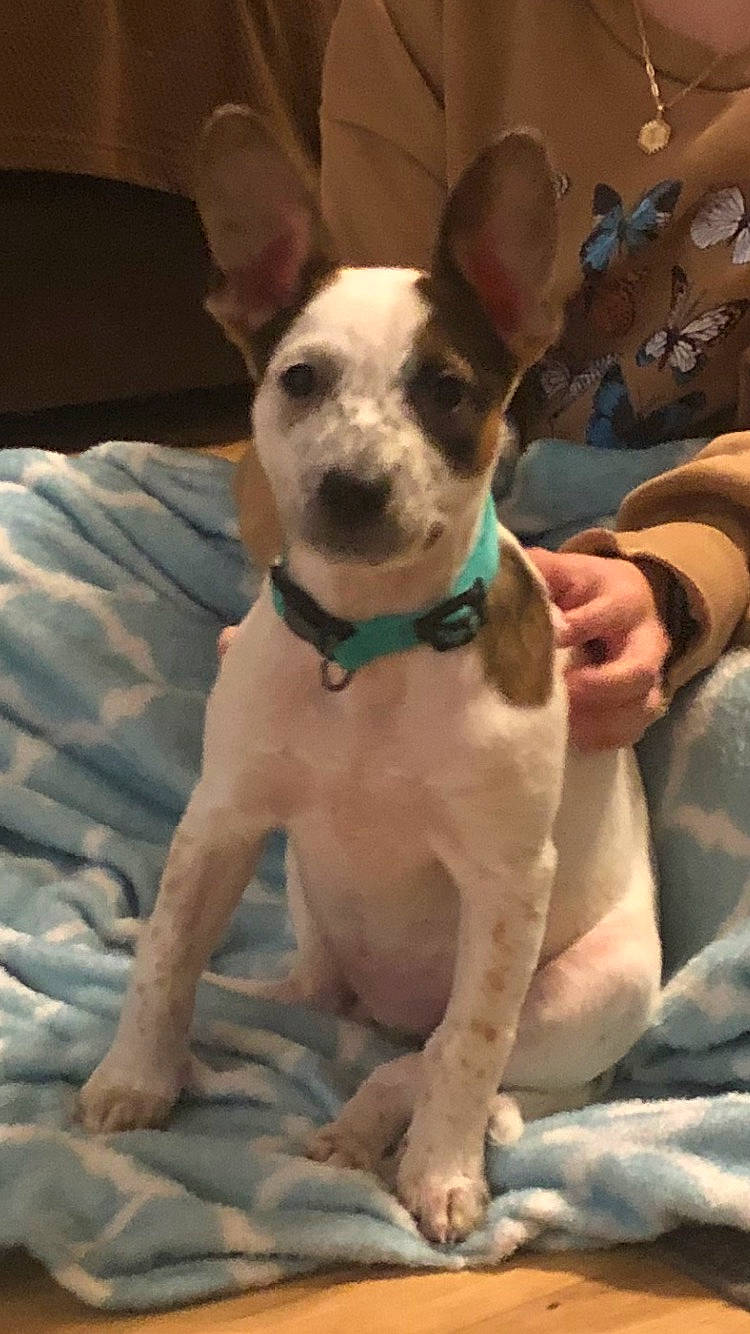 Snickers is registered to the contest to win money with this photo: canidae, carnivore, collar, comfort, companion_dog, dog, dog_breed, dog_collar, dog_supply, fawn, fur, paw, pet_supply, snout, sporting_group, terrestrial_animal, terrier, toy_dog, whiskers, working_animal