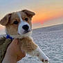 puppy, dog, beach, sunset, sand, ocean, animal, pet, cute, fur, collar, hand, outdoor, nature, sky, sun, adorable, young, small, portrait
