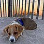 puppy, dog, sand, sunset, fence, outdoor, pet, animal, brown, white, blue_harness, grass, nature, cute, young, lying_down, calm, evening, portrait, closeup