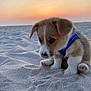 Cuddles is registered to the contest to win money with this photo: puppy, dog, beach, sand, sunset, animal, young, cute, outdoor, pet, small, fur, brown, white, blue_harness, nature, portrait, sitting, sunlight, adorable