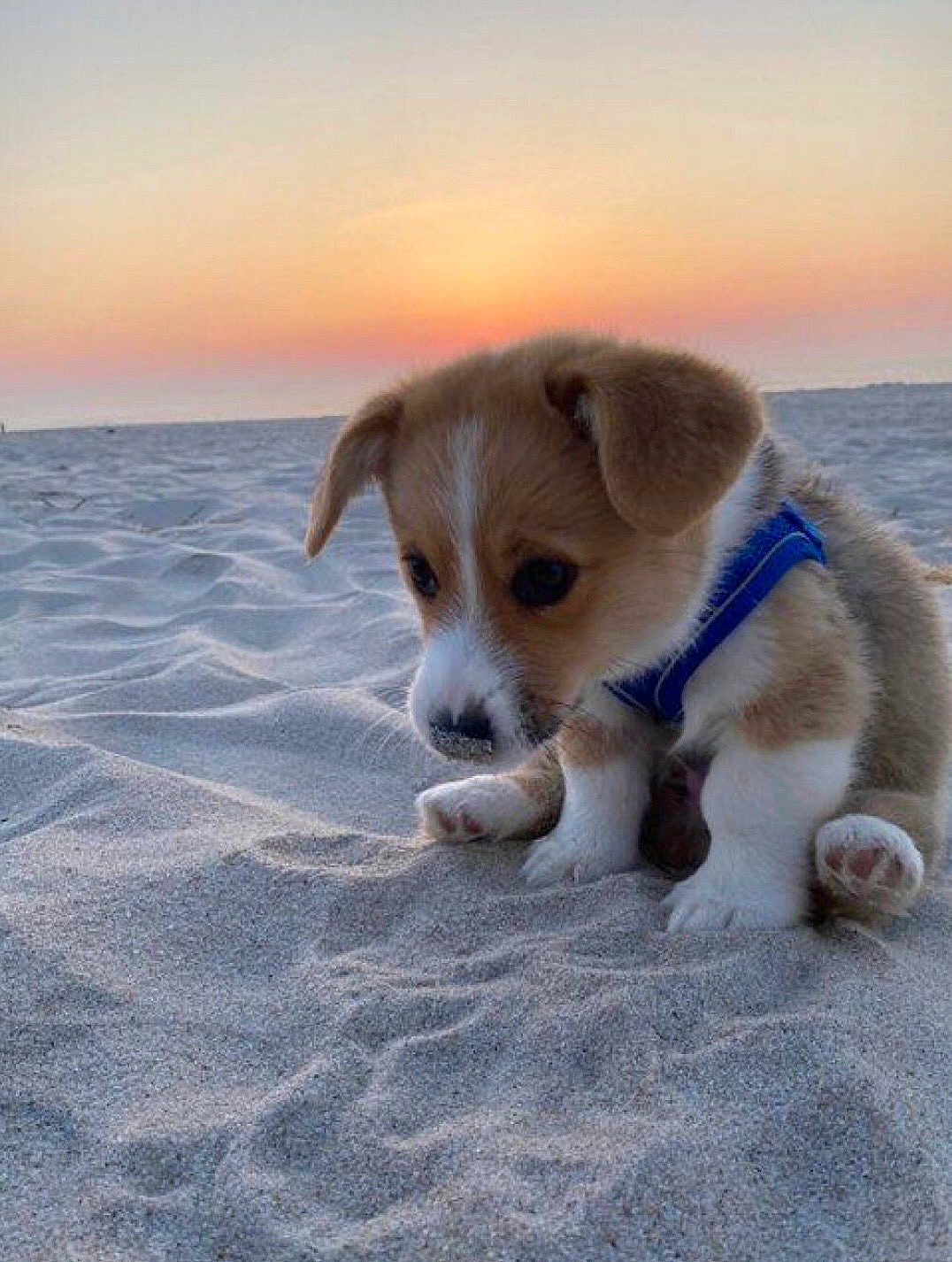 Cuddles is registered to the contest to win money with this photo: puppy, dog, beach, sand, sunset, animal, young, cute, outdoor, pet, small, fur, brown, white, blue_harness, nature, portrait, sitting, sunlight, adorable
